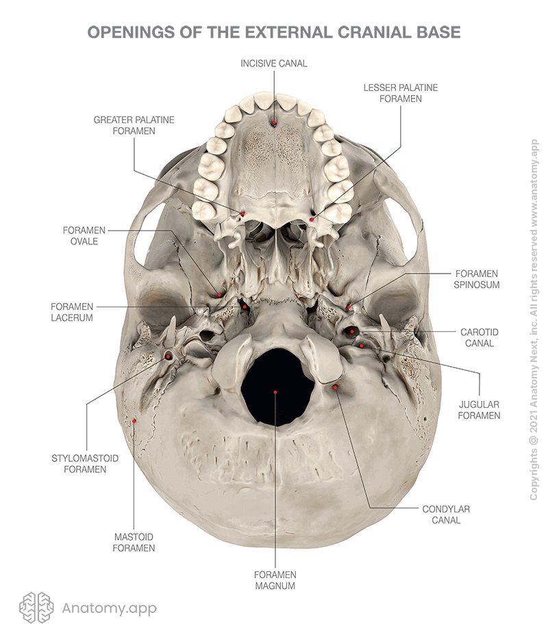 Openings of the external cranial base