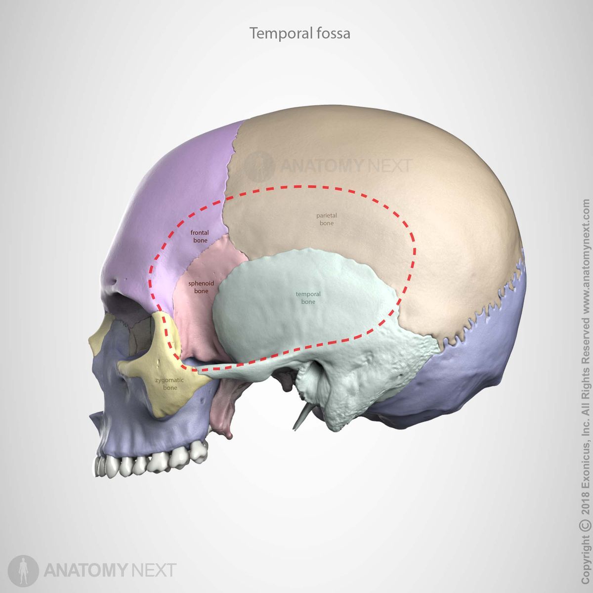 Cranial base, External cranial base, Temporal fossa, Bones of the temporal fossa 