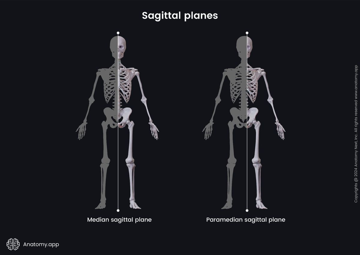 Anatomical terminology, Human body, Anatomical planes, Median plane, Midsagittal plane, Median sagittal plane, Paramedian sagittal plane, Paramedian plane, Parasagittal plane