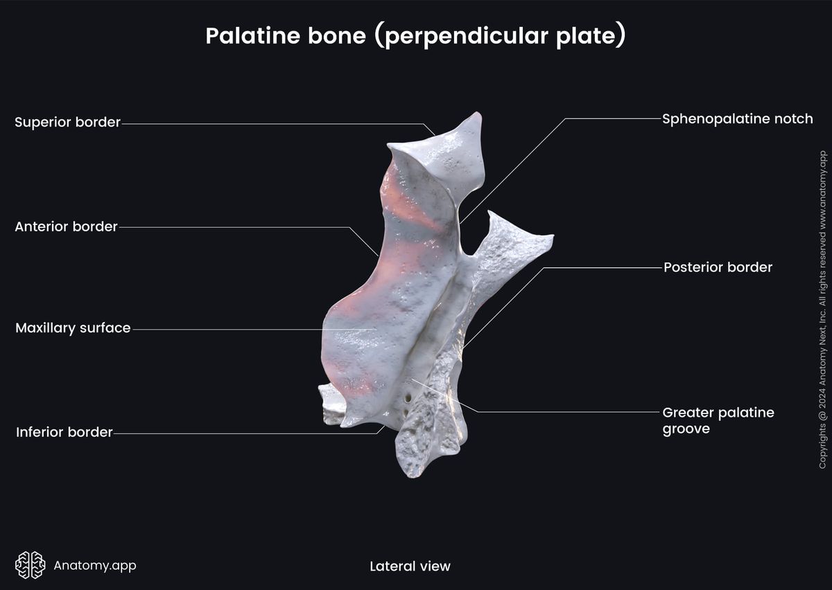 Head and neck, Skull, Viscerocranium, Facial skeleton, Palatine bone, Perpendicular plate of palatine bone, Landmarks of palatine bone, Lateral view