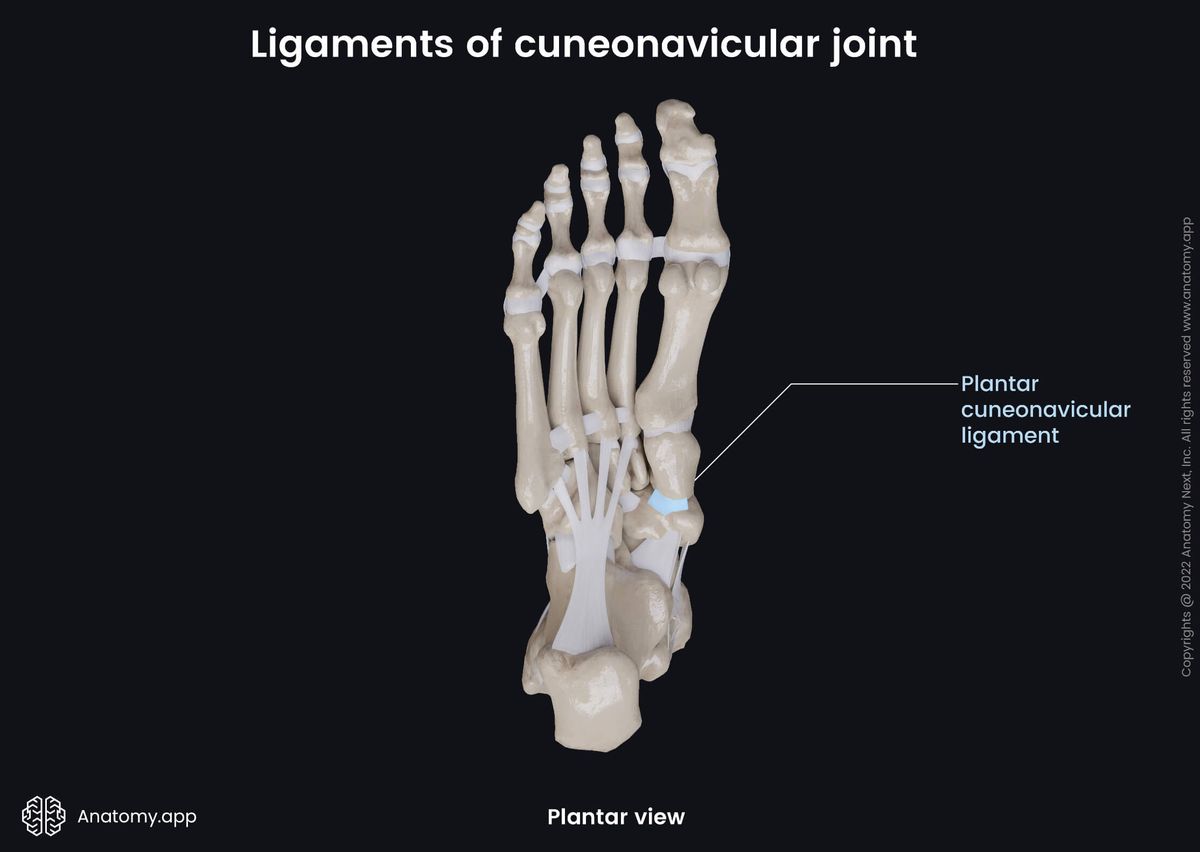 Cuneonavicular joint, Tarsals, Ligaments, Cuneiform bones, Navicular bones, Human foot, Foot skeleton, Plantar view