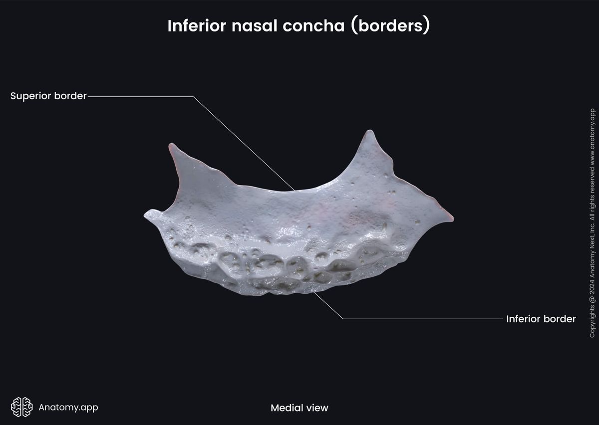 Head and neck, Skull, Viscerocranium, Facial skeleton, Inferior nasal concha, Landmarks of inferior nasal concha, Borders of inferior nasal concha, Medial view