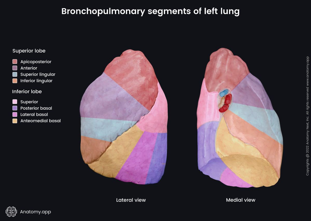 Lungs, Bronchopulmonary segments, Lobes, Lateral view, Medial view