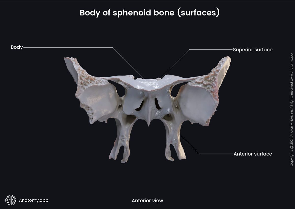 Head and neck, Skeletal system, Skull, Bones of skull, Neurocranium, Sphenoid, Parts of sphenoid, Body, Surfaces, Anterior view