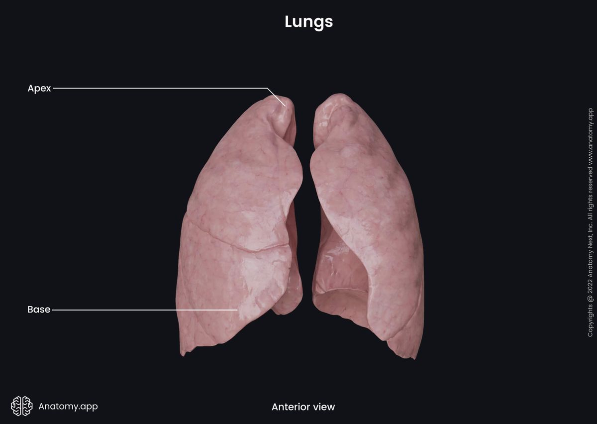 Lungs, Apex, Base, Anterior view