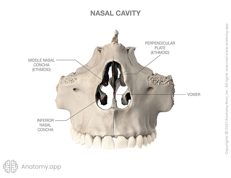 Anterior nasal aperture and nasal cavity