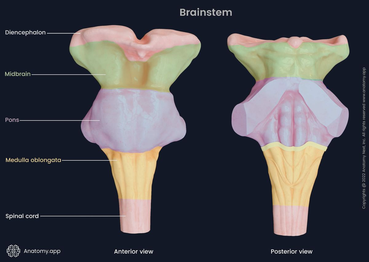 Parts of the brainstem: midbrain, pons, medulla oblongata
