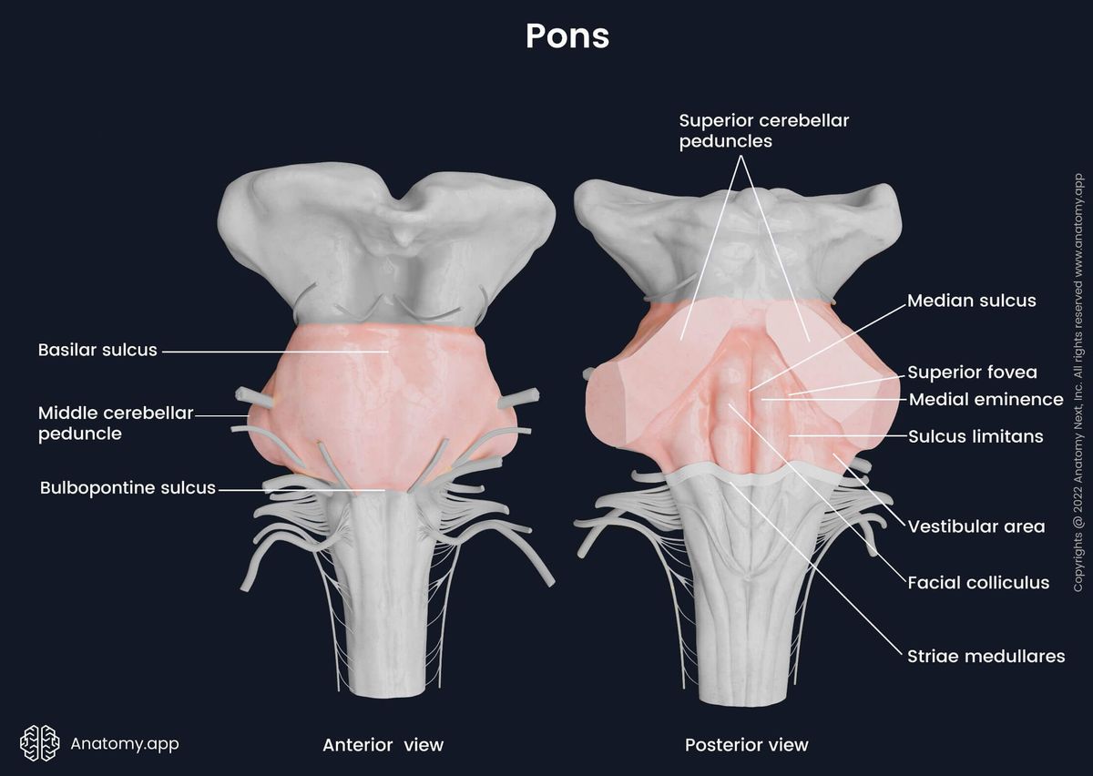 Pons, anterior and posterior views, external landmarks