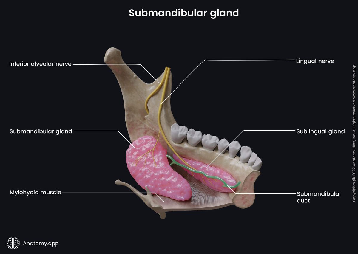 Salivary glands, Submandibular gland, Sublingual gland, Submandibular duct, Wharton's duct, Mandible, Lower jaw, Mandibular teeth