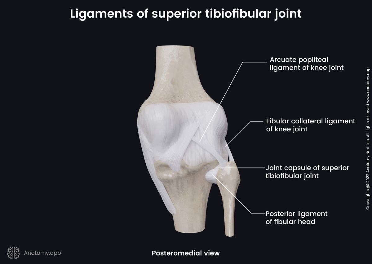Superior tibiofibular joint, Proximal tibiofibular joint, Posteromedial view, Ligaments, Joint capsule, Fibula, Tibia, Femur