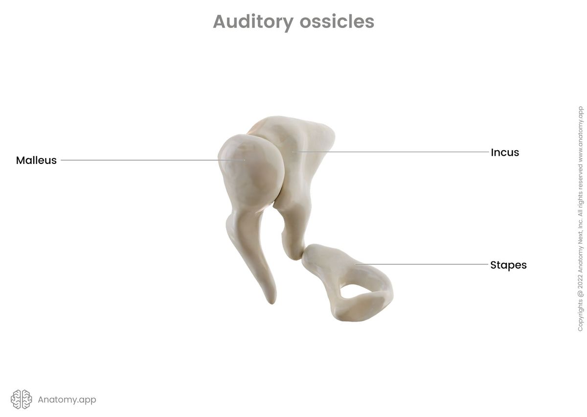 Auditory ossicles: malleus, incus, stapes