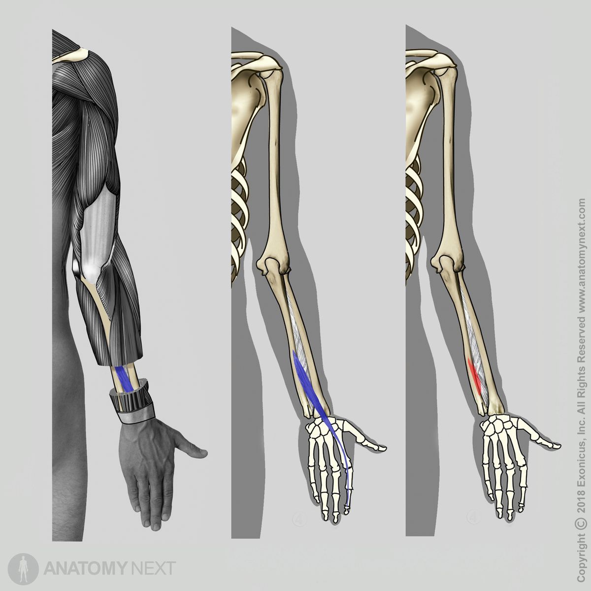 Extensor indicis, Origin of extensor indicis, Insertion of extensor indicis, Forearm muscles, Muscles of the forearm, Posterior compartment muscles, Posterior compartment of the forearm, Arm muscles, Muscles of upper limb, Human arm, Human muscles