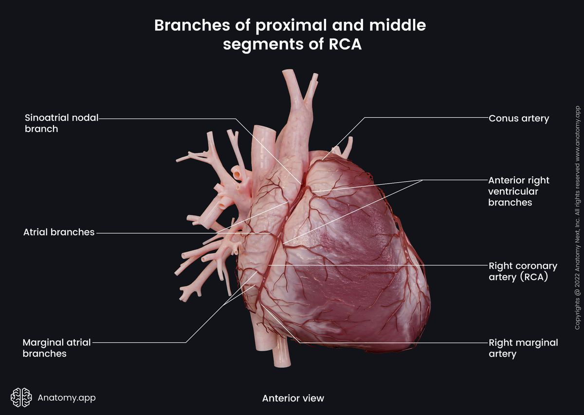 Heart, Coronary circulation, Right coronary artery, Branches, Middle segment, Proximal segment, Anterior view