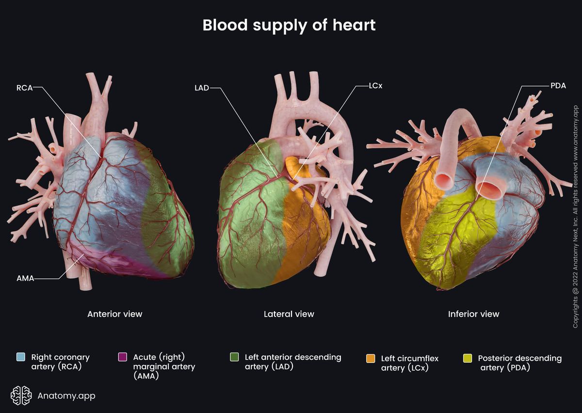 Heart, Arterial blood supply, Coronary arteries and their branches, Right coronary artery (RCA), Left coronary artery (LCA), Acute (right) marginal artery (AMA), Left anterior descending artery (LAD), Left circumflex artery (LCx), Posterior descending artery (PDA), Anterior view, Lateral view, Inferior view