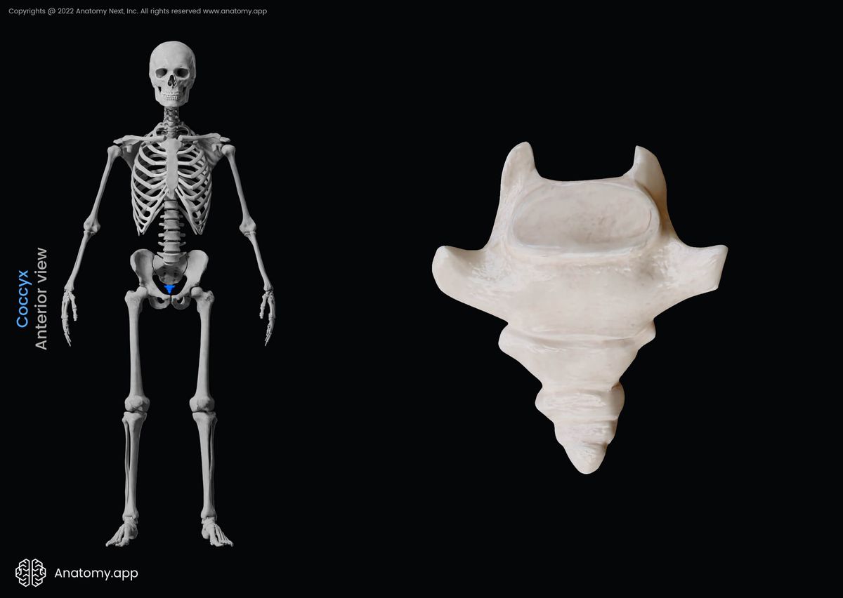 Coccyx, Coccygeal vertebrae, Anterior view, Spine, Vertebral column, Human skeleton