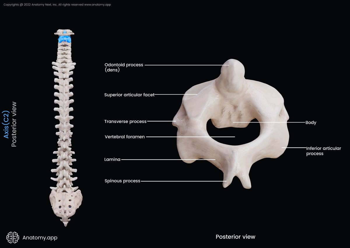 Axis, C2, Second cervical vertebra, Cervical vertebrae, Posterior view, Landmarks, Spine, Vertebral column, Atypical cervical vertebra