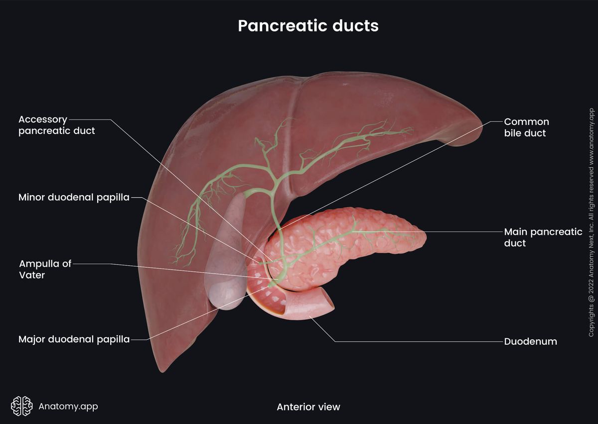 Abdomen, Digestive system, Gastrointestinal tract, Pancreas, Pancreatic ducts, Relations, Liver, Duodenum, Anterior view