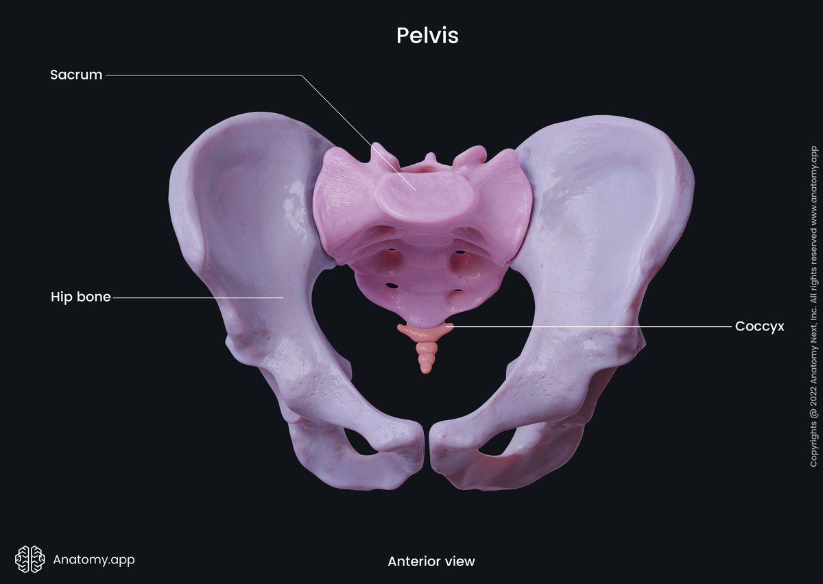 Pelvis, Pelvic bones, Hip bones, Sacrum, Coccyx, Human skeleton, Anterior view of pelvis, Pelvic girdle