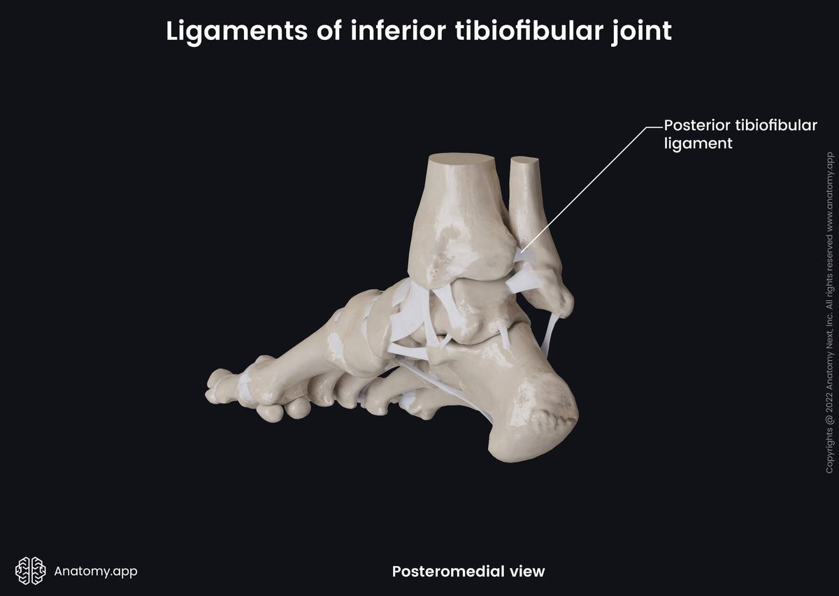 Inferior tibiofibular joint, Distal tibiofibular joint, Distal tibiofibular syndesmosis, Inferior tibiofibular syndesmosis, Ligaments, Human foot, Bones of foot, Fibula, Tibia, Posteromedial view