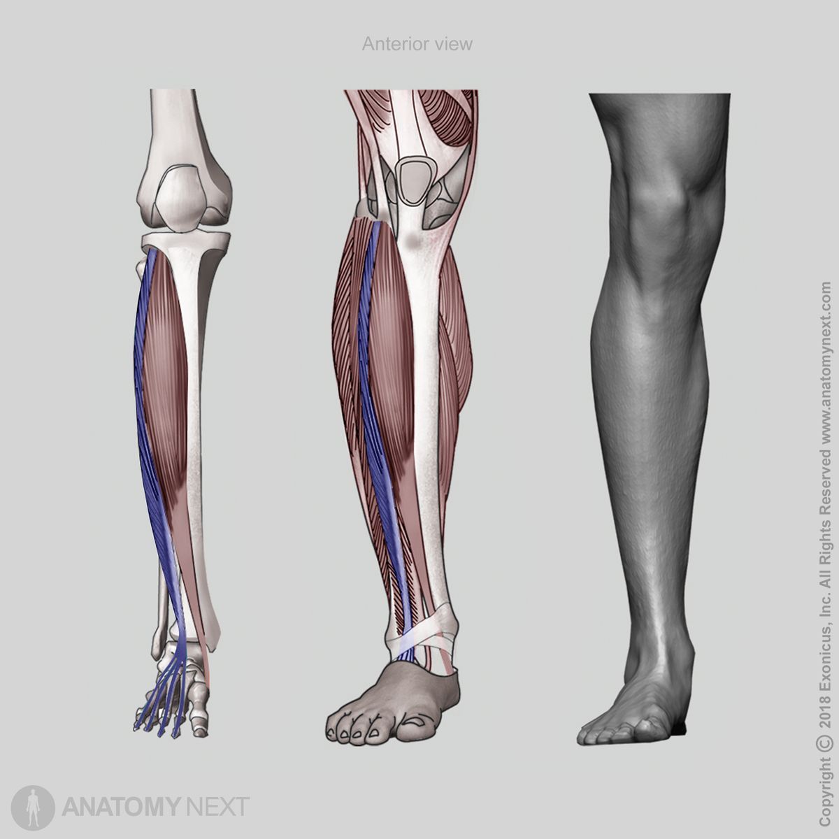 Extensor digitorum longus, Anterior compartment of leg, Leg extensors, Leg muscles, Anterior compartment muscles, Human leg