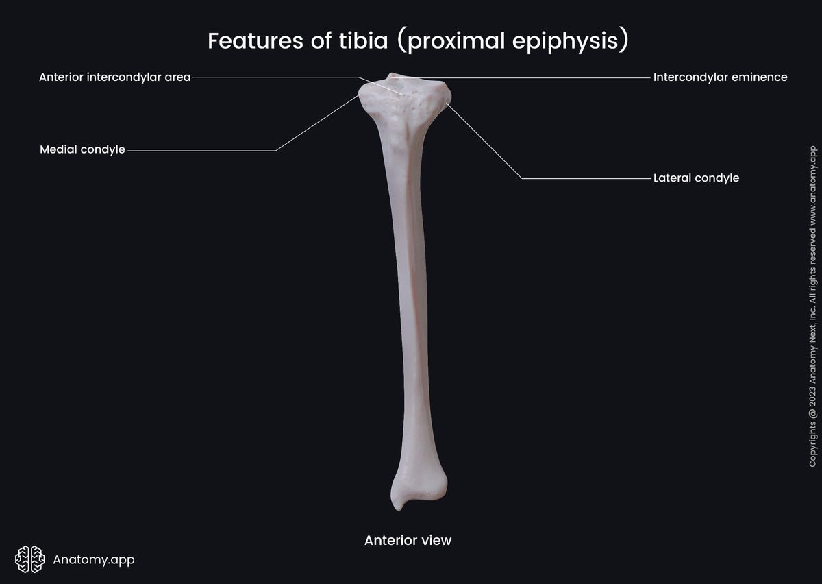 Skeleton of lower limb, Bones of lower extremity, Human skeleton, Tibia, Shinbone, Landmarks, Anatomical features of proximal epiphysis, Leg, Leg bones, Anterior view