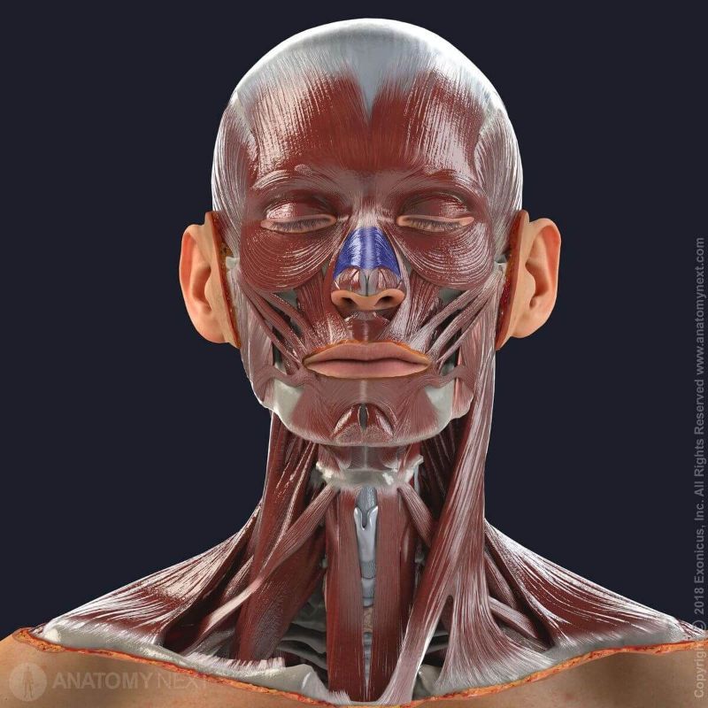 Nasalis muscle, Nasal muscles, Facial muscles, Muscles of facial expression, Head muscles