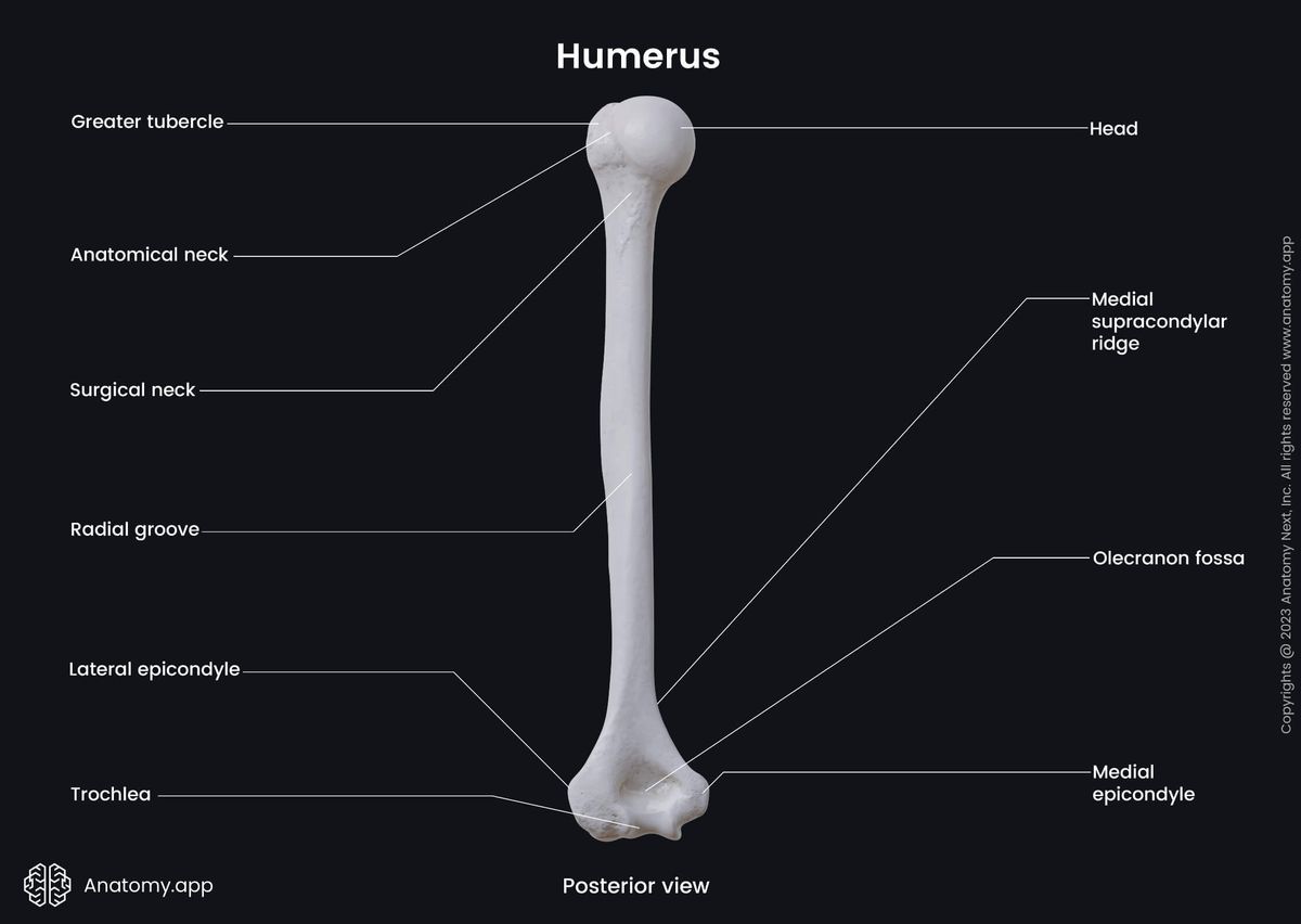 Skeleton of upper limb, Upper arm, Upper arm bone, Bones of upper limb, Humerus, Landmarks, Posterior view