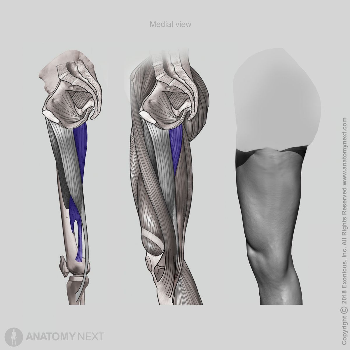 Adductor magnus, Medial view of adductor magnus, Thigh adductors, Thigh muscles, Medial compartment muscles, Medial compartment of thigh, Human muscles