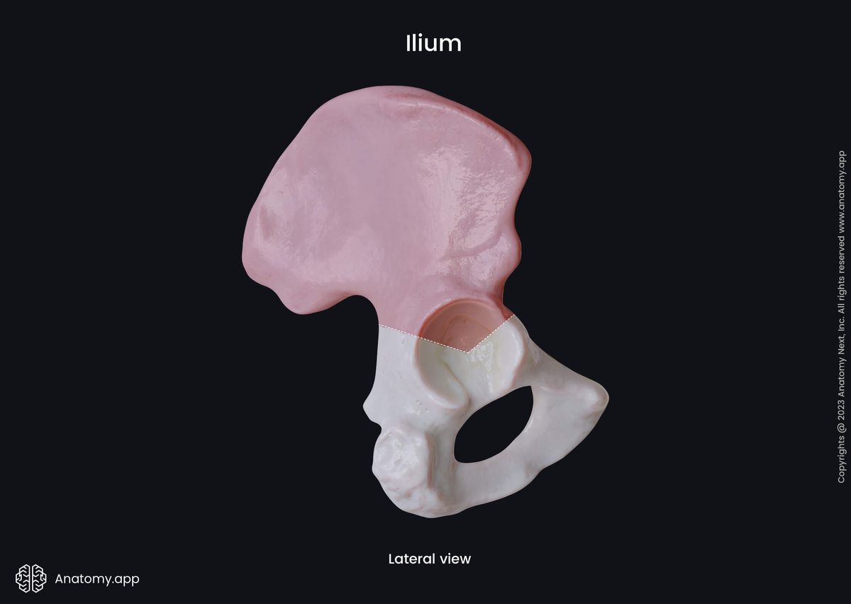 Hip bone, Pelvic girdle, Ilium, Lateral view