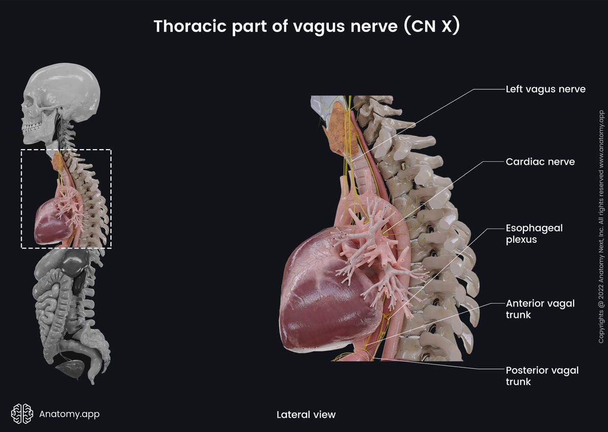 Nervous system, Cranial nerves, Tenth cranial nerve, CN X, Vagus nerve, Thoracic part, Lateral view