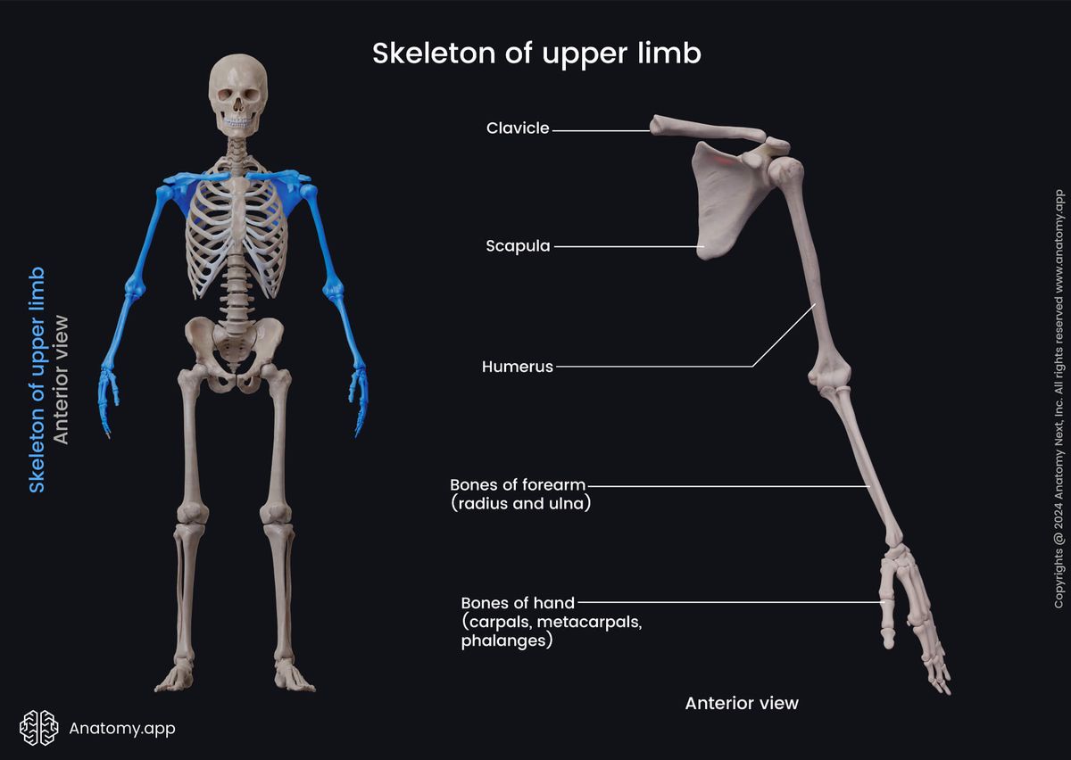 Skeleton of upper limb, Shoulder girdle, Scapula, Clavicle, Humerus, Bones of forearm, Radius, Ulna, Bones of hand, Carpals, Metacarpals, Phalanges, Human arm, Human skeleton