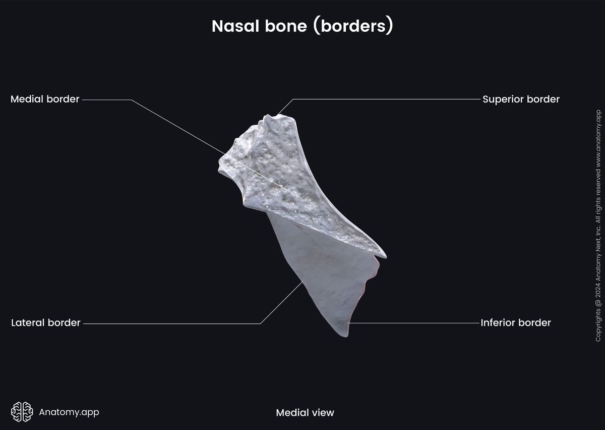 Head and neck, Skull, Viscerocranium, Facial skeleton, Nasal bone, Landmarks of nasal bone, Borders of nasal bone, Medial view