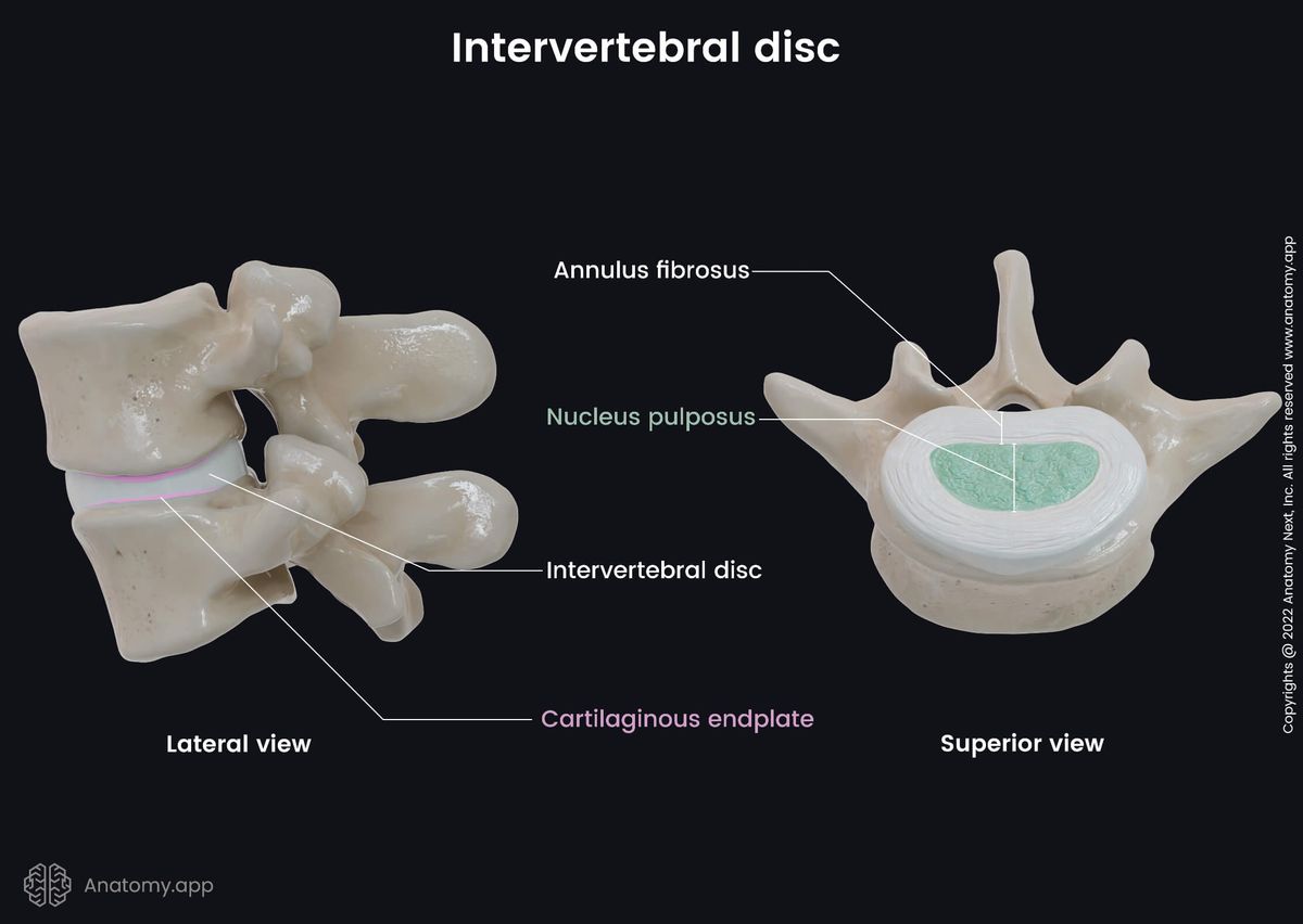 Intervertebral discs, Spine, Lumbar spine, Lateral view of lumbar spine, Vertebrae, Vertebrae and intervertebral discs, Superior view, Human spine, Parts of intervertebral disc, Annulus fibrosus, Nucleus pulposus, Cartilaginous endplates