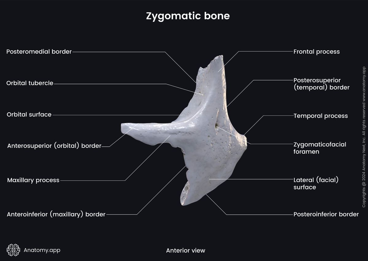 Head and neck, Skull, Viscerocranium, Facial skeleton, Zygomatic bone, Landmarks of zygomatic bone, Anterior view