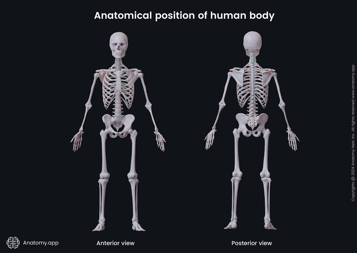 Human body, Human skeleton, Anatomical terminology, Anatomical position, Anterior and posterior view of human body