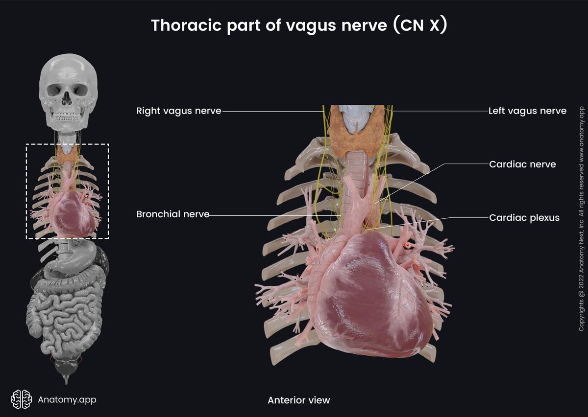 Nervous system, Cranial nerves, Tenth cranial nerve, CN X, Vagus nerve, Thoracic part, Anterior view