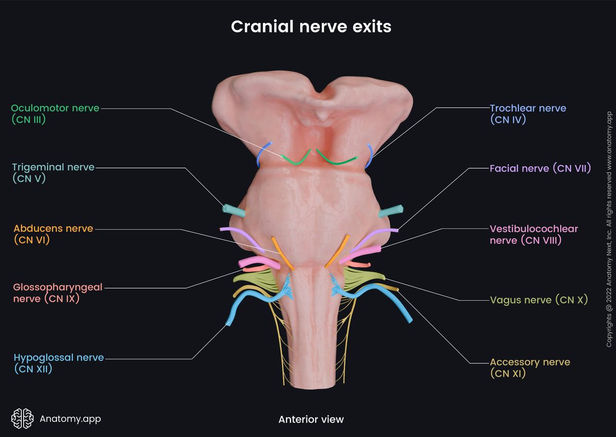Central nervous system, Peripheral nervous system, Cranial nerves, CN, Cranial nerve roots, Brainstem, Anterior view, Cranial nerve exits