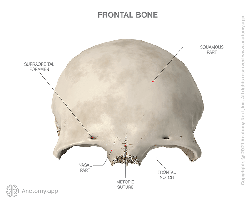 Frontal bone, parts, frontal view