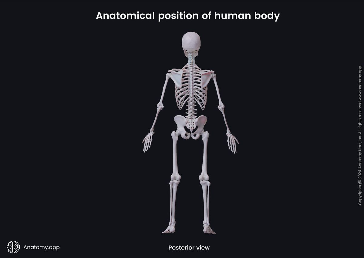 Human body, Human skeleton, Anatomical terminology, Anatomical position, Posterior view of human body