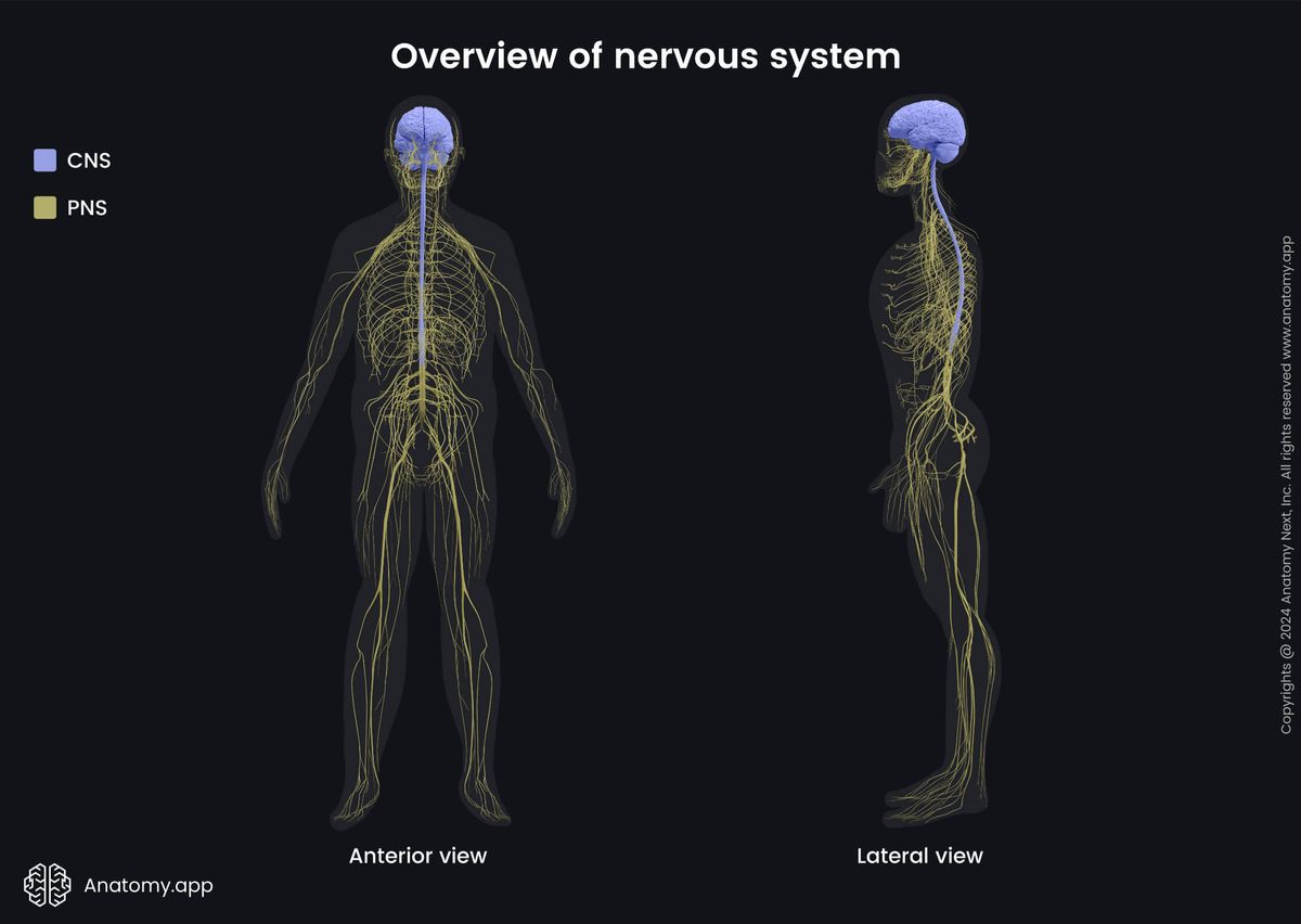 Nervous system, Central nervous system, Peripheral nervous system, Human body, CNS, PNS, Anterior view, Lateral view