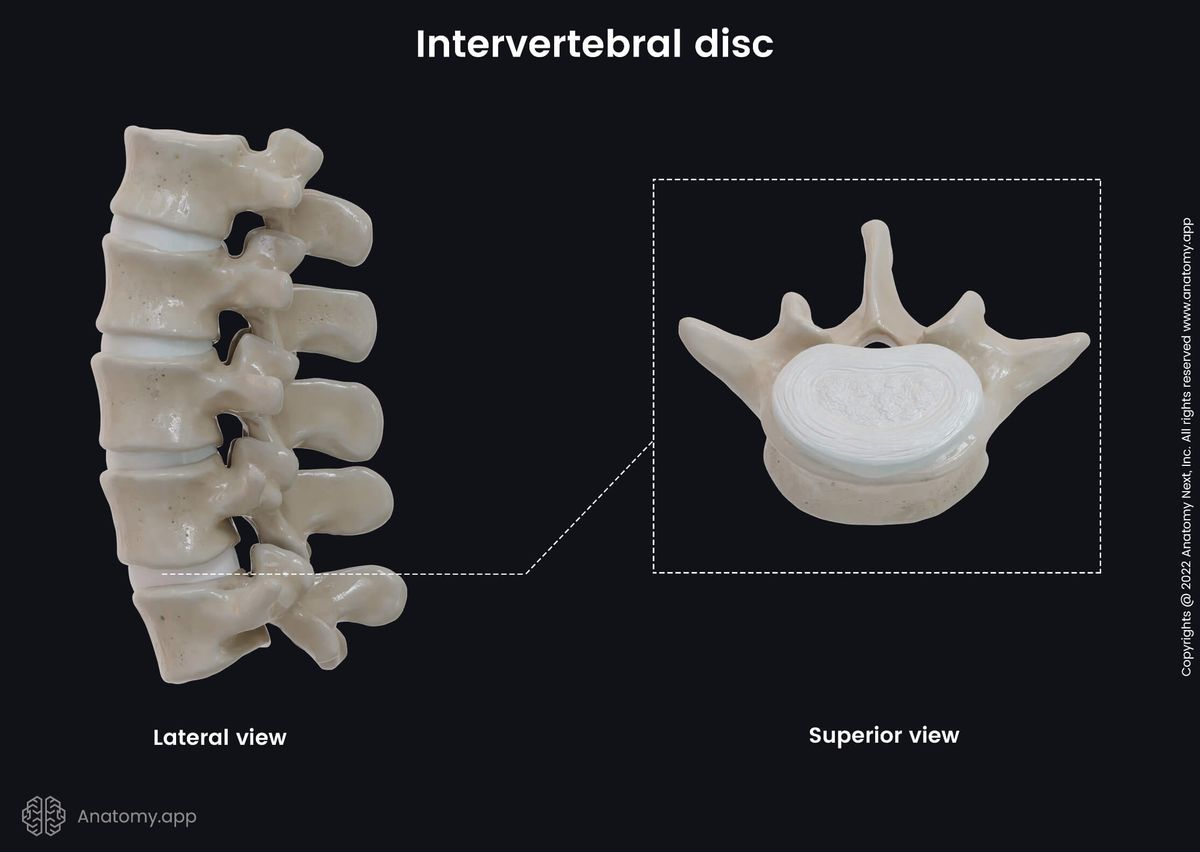 Intervertebral discs, Spine, Lumbar spine, Lateral view of lumbar spine, Vertebrae, Vertebrae and intervertebral discs, Superior view, Human spine