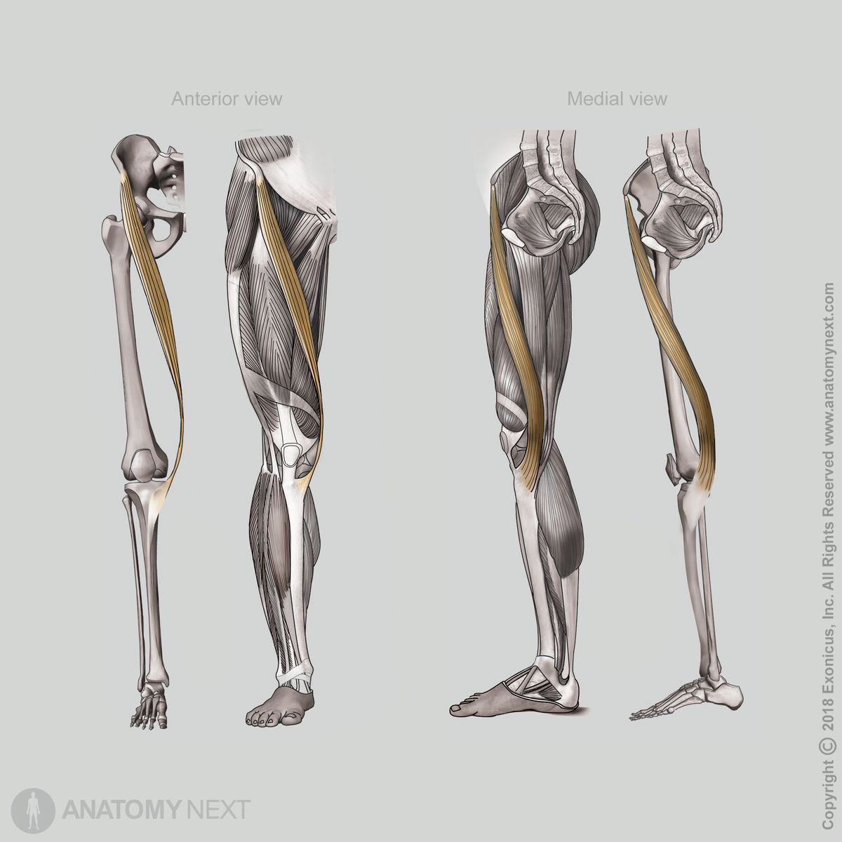 Sartorius, Thigh muscles, Anterior compartment muscles, Anterior thigh muscles, Anterior view of sartorius, Medial view of sartorius, Human muscles