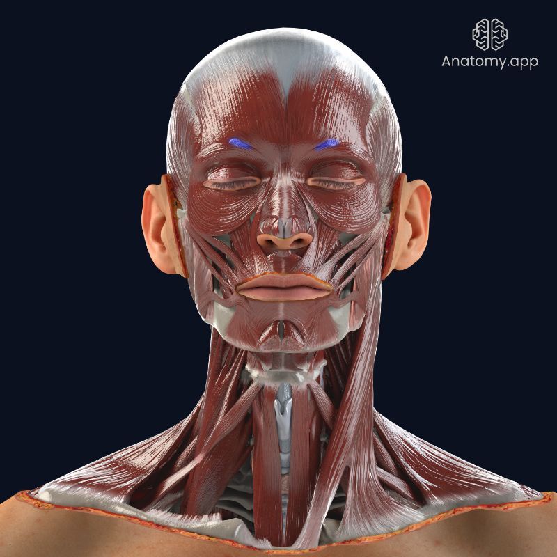 Corrugator supercilii muscle with other facial muscles