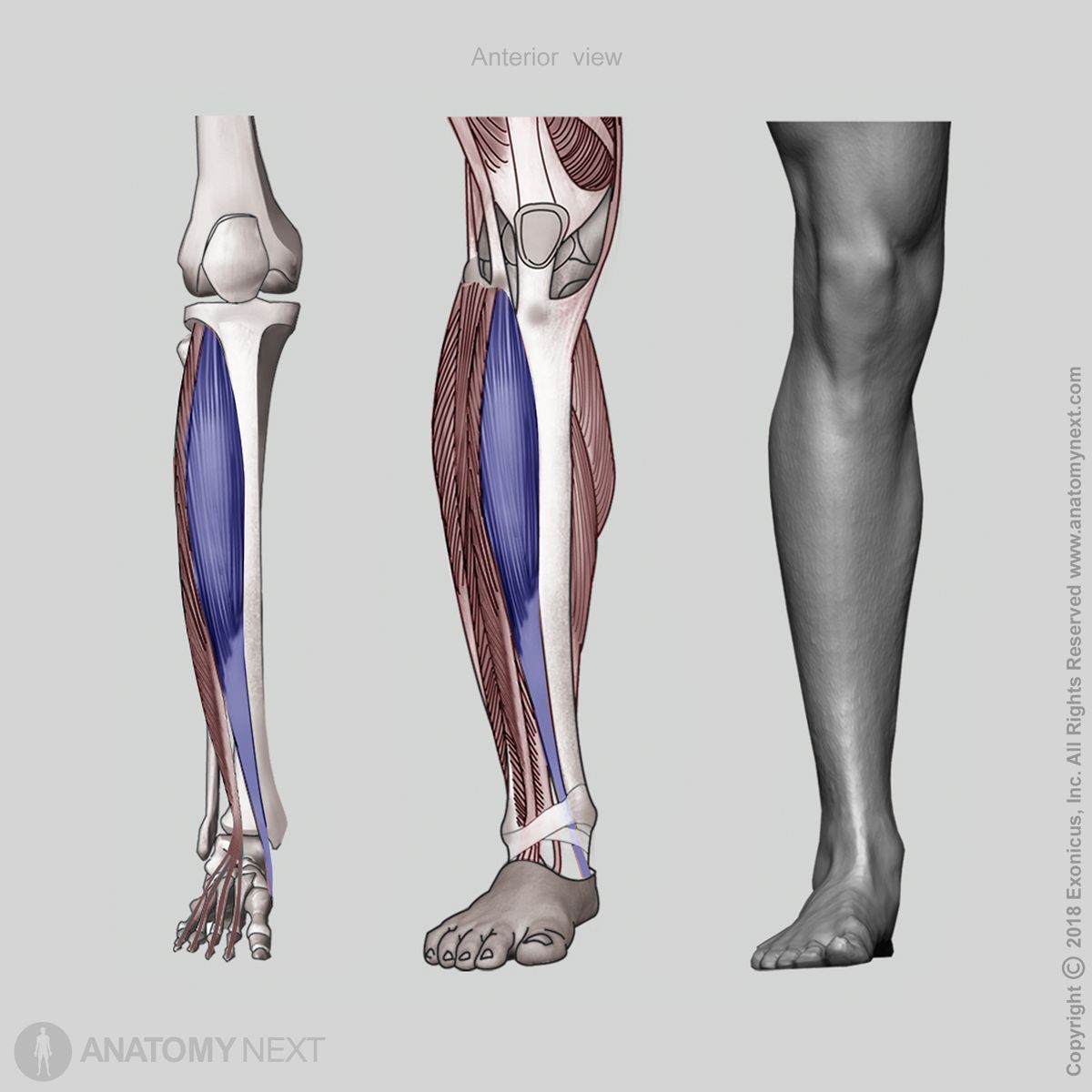 Tibialis anterior, Anterior compartment of leg, Leg extensors, Leg muscles, Anterior compartment muscles, Human leg