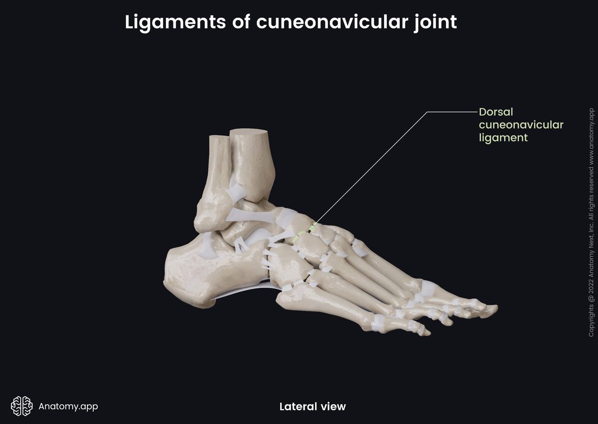 Cuneonavicular joint, Tarsals, Ligaments, Cuneiform bones, Navicular bones, Human foot, Foot skeleton, Lateral view