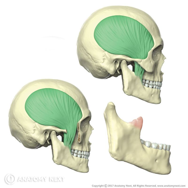Origin and insertion of temporalis muscle, Temporalis, Head muscles
