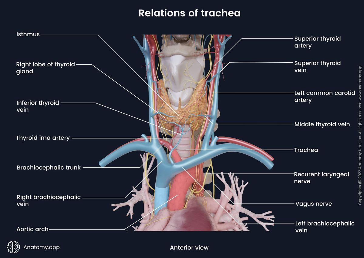 Trachea, Relations of trachea, Anterior view, Neck, Thoracic part, Cervical part, Thyroid gland, Heart