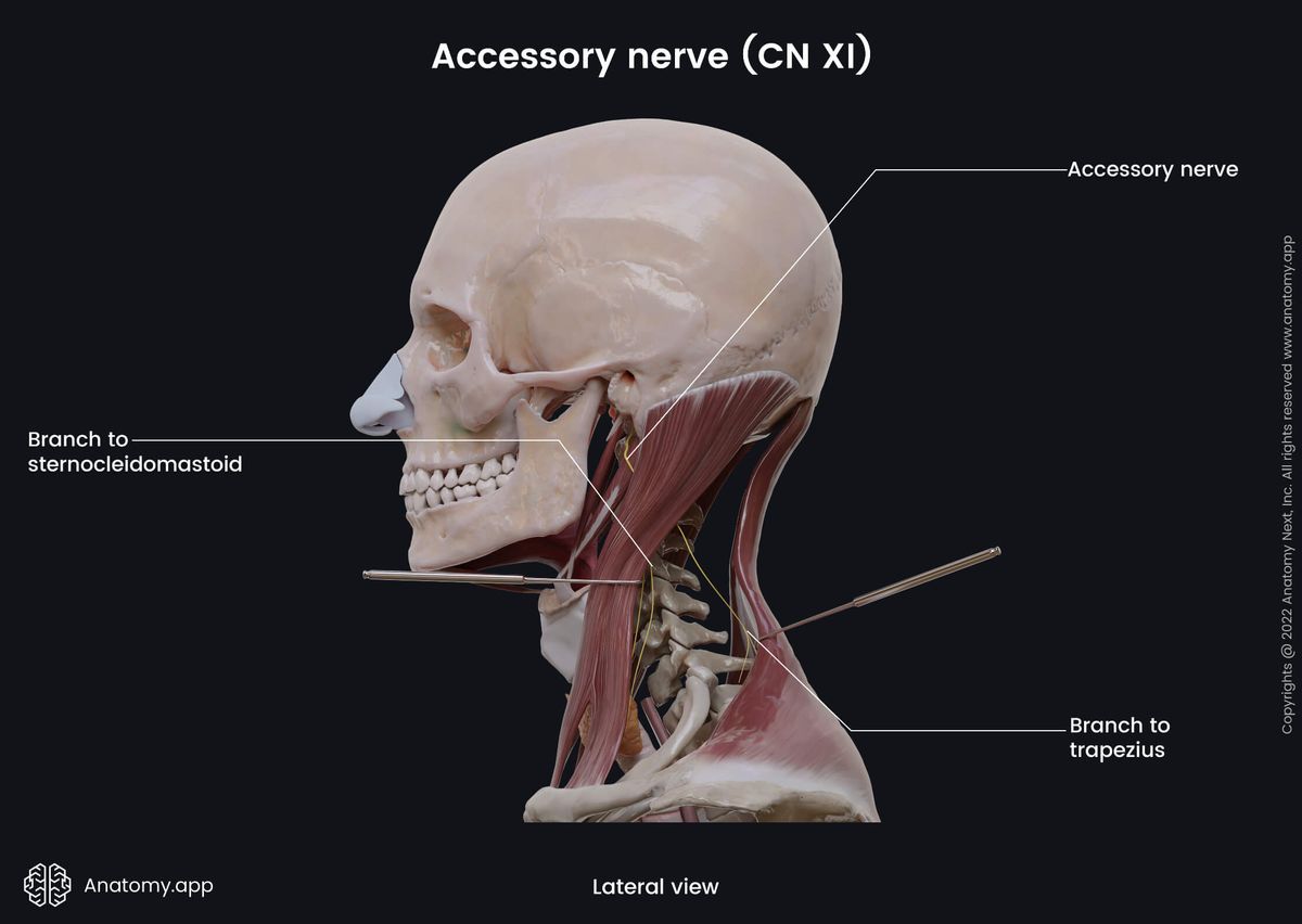 Head and neck, Skull, Cranial nerves, Trapezius, Sternocleidomastoid, Accessory nerve, CN XI, Branch to accessory nerve, Branch to sternocleidomastoid, Lateral view