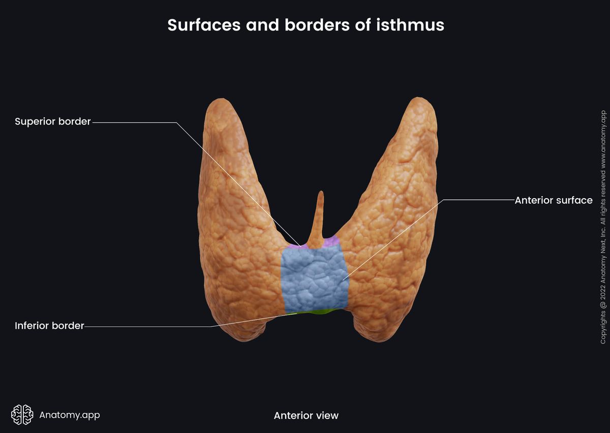 Thyroid gland, Isthmus, Borders, Surfaces, Anterior view, Superior border, Anterior surface, Inferior border