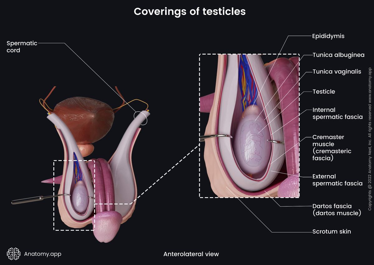 Male reproductive system, Testicles, Epidiymis, Scrotum, Penis, Tunica albuginea, Tunica vaginalis, Internal spermatic fascia, Cremaster muscle, External spermatic fascia, Dartos muscle, Skin, Anterolateral view